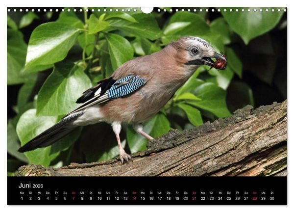 Produktbild: Eichelh&auml;her der Waldpolizist (Wandkalender 2026 DIN A3 quer), CALVENDO Monatskalender