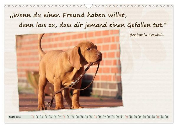 Produktbild: Mit Hundezitaten gut durchs Jahr / CH-Version (Wandkalender 2026 DIN A3 quer), CALVENDO Monatskalender