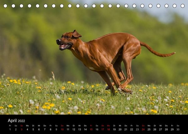 Produktbild: Rasse ist Klasse (Tischkalender 2022 DIN A5 quer)