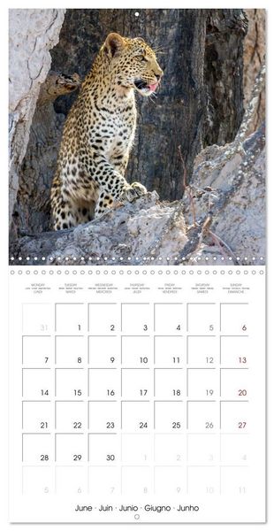 Produktbild: CATS OF AFRICA (Wall Calendar 2027 12 &times; 12 Inch) CALVENDO 12 Month Wall Calendar