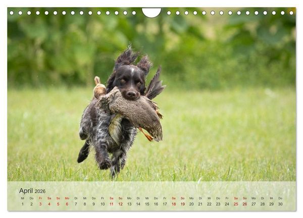 Produktbild: Treue Jagdgef&auml;hrten Der kleine M&uuml;nsterl&auml;nder (Wandkalender 2026 DIN A4 quer), CALVENDO Monatskalender