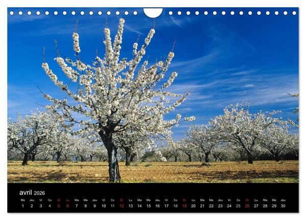 Produktbild: Paysages de Provence (Calendrier mural 2026 DIN A4 vertical), CALVENDO calendrier mensuel