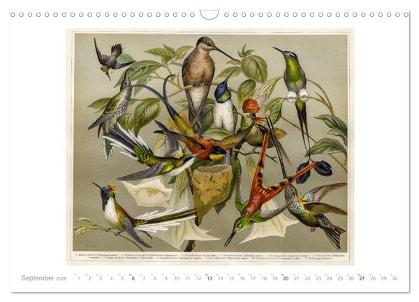 Produktbild: Farbenpr&auml;chtige Fauna. Fische, V&ouml;gel, Schmetterlinge in Grafiken des 19 Jahrhunderts (Wandkalender 2026 DIN A3 quer), CALVENDO Monatskalender