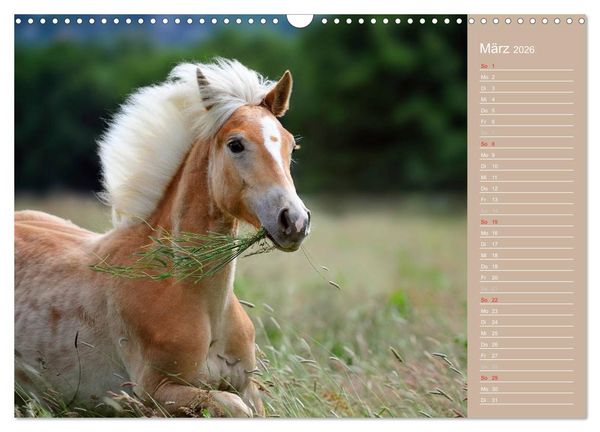 Produktbild: Haflinger / Geburtstagskalender (Wandkalender 2026 DIN A3 quer), CALVENDO Monatskalender