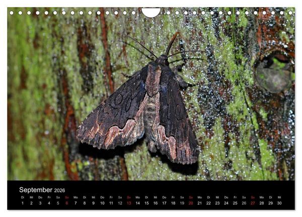 Produktbild: Nachtfalter - Unbekannte Sch&ouml;nheiten (Wandkalender 2026 DIN A4 quer), CALVENDO Monatskalender