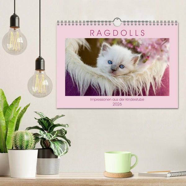 Produktbild: RAGDOLLS Impressionen aus der Kinderstube (Wandkalender 2026 DIN A4 quer), CALVENDO Monatskalender
