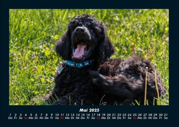 Produktbild: Hundezauber 2025 Fotokalender DIN A4