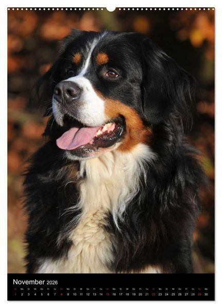 Produktbild: Berner Sennenhund 2026 (hochwertiger Premium Wandkalender 2026 DIN A2 hoch), Kunstdruck in Hochglanz