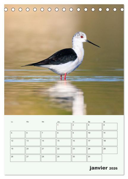 Produktbild: Voyage ornithologique (Calendrier de bureau 2026 DIN A5 horizontal), CALVENDO calendrier mensuel