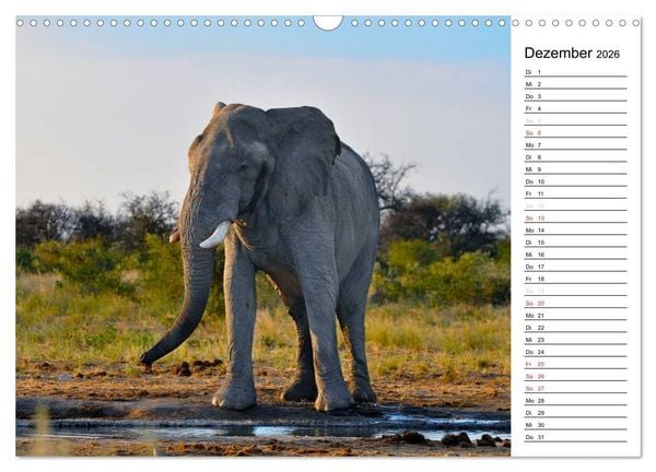 Produktbild: S&uuml;dafrika - Big 5 und mehr (Wandkalender 2026 DIN A3 quer), CALVENDO Monatskalender