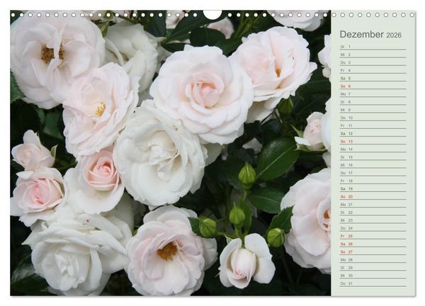 Produktbild: Rosen, Rosen ... arrangiert und am Strauch (Wandkalender 2026 DIN A3 quer), CALVENDO Monatskalender