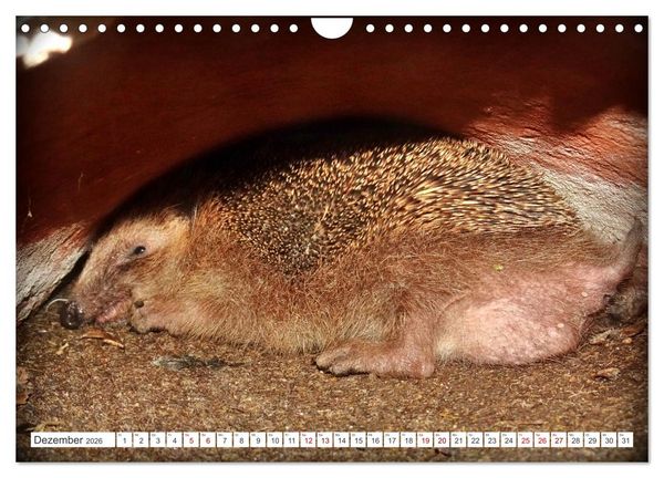 Produktbild: Mein Haus-Igel (Wandkalender 2026 DIN A4 quer), CALVENDO Monatskalender