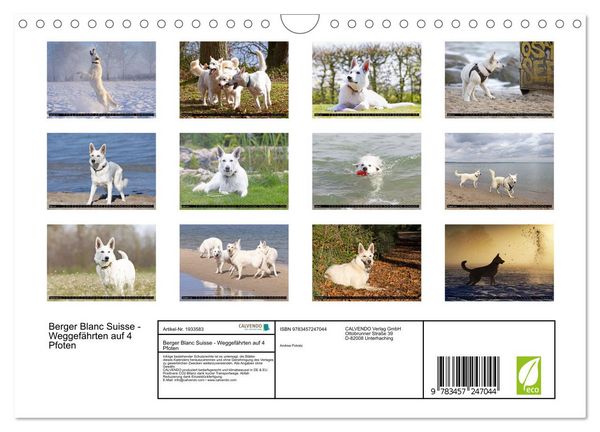 Produktbild: Berger Blanc Suisse - Weggef&auml;hrten auf 4 Pfoten (Wandkalender 2026 DIN A4 quer), CALVENDO Monatskalender