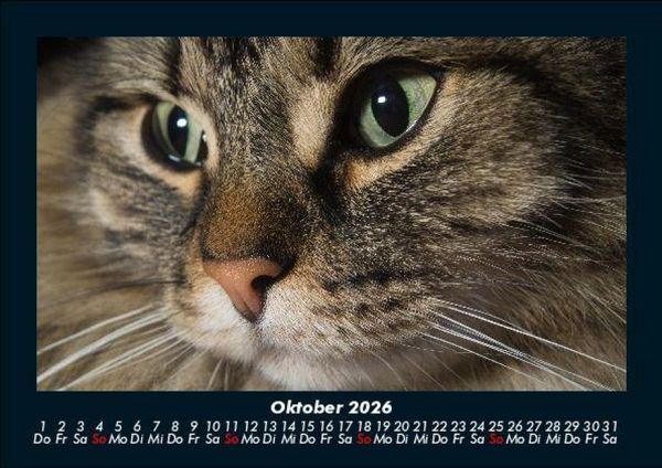 Produktbild: F&uuml;r Katzenfreunde 2026 Fotokalender DIN A5