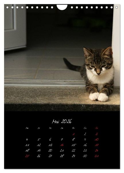 Produktbild: Katzenalltag 2026 (Wandkalender 2026 DIN A4 hoch), CALVENDO Monatskalender