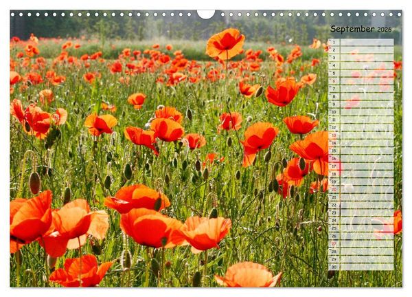 Produktbild: Klatschmohn im Feld (Wandkalender 2026 DIN A3 quer), CALVENDO Monatskalender