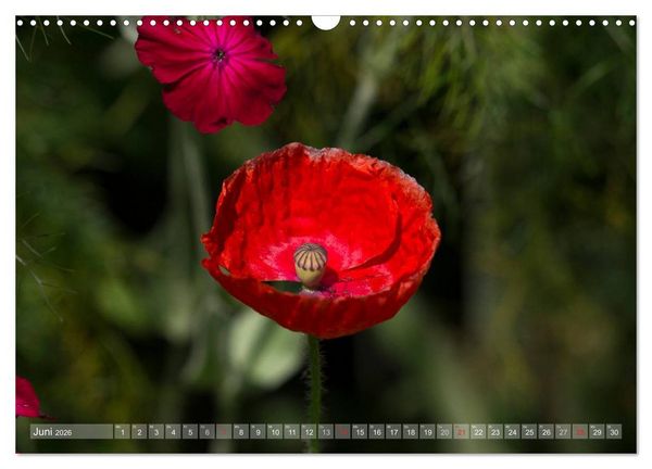 Produktbild: Mohn (Wandkalender 2026 DIN A3 quer), CALVENDO Monatskalender