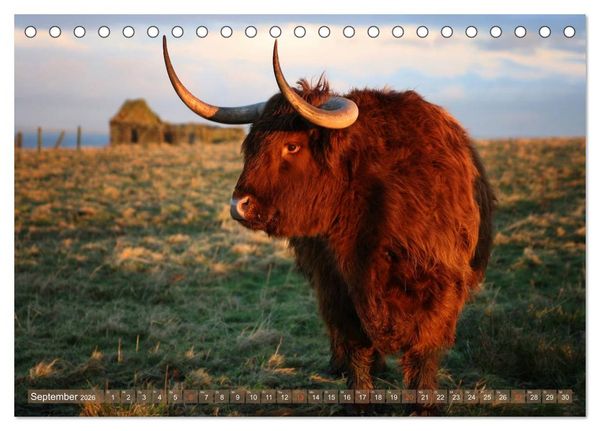 Produktbild: Schottische Hochlandrinder - Highland Cattle im Portrait (Tischkalender 2026 DIN A5 quer), CALVENDO Monatskalender