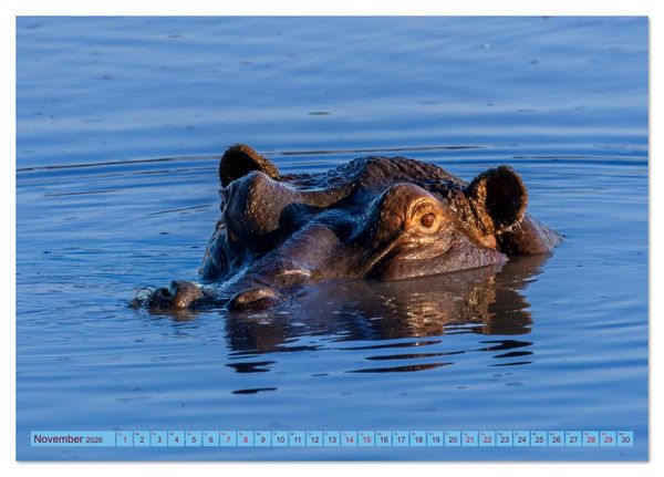 Produktbild: Das Okavango-Delta - Naturwunder im Herzen Afrikas (Tischkalender 2026 DIN A5 quer), CALVENDO Monatskalender