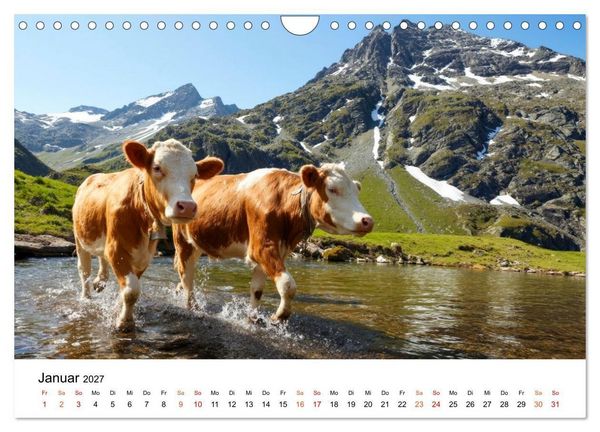 Produktbild: Bergk&uuml;he auf der Alm - Natur pur (Wandkalender 2027 DIN A4 quer), CALVENDO Monatskalender