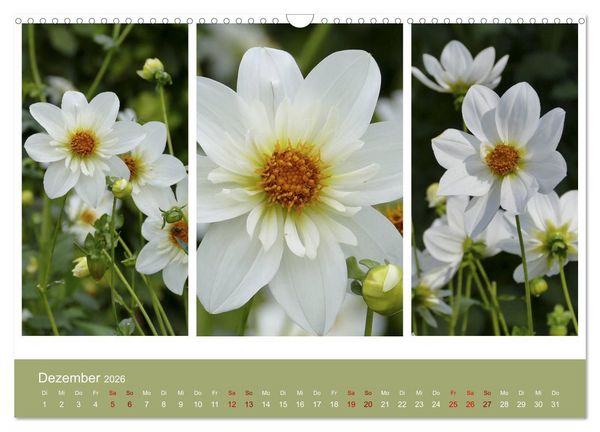Produktbild: Dahlien-Triplets (Wandkalender 2026 DIN A3 quer), CALVENDO Monatskalender