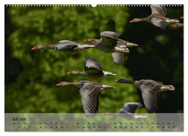 Produktbild: G&auml;nse und Enten. Schnattern, watscheln, quaken! (Wandkalender 2026 DIN A2 quer), CALVENDO Monatskalender