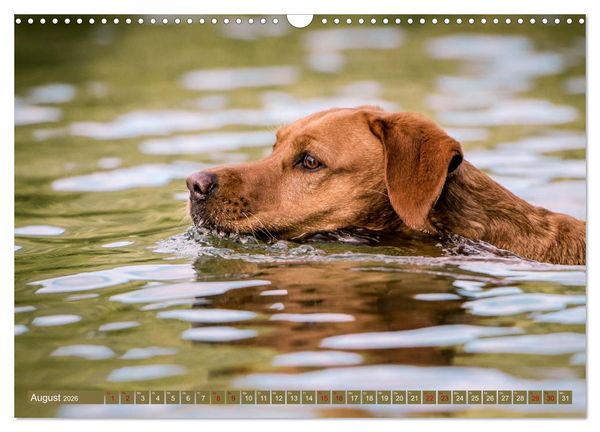 Produktbild: Labrador Trio - 3 Farben, 3 Freunde (Wandkalender 2026 DIN A3 quer), CALVENDO Monatskalender