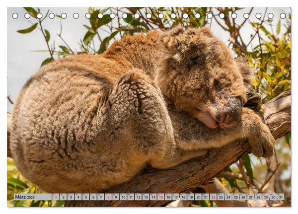 Produktbild: Australische Koalas (Tischkalender 2026 DIN A5 quer), CALVENDO Monatskalender