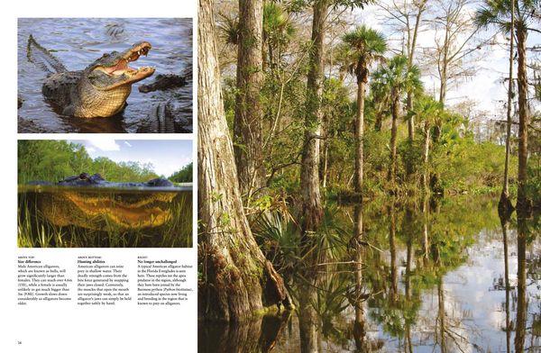 Produktbild: Crocodiles, Alligators & Lizards