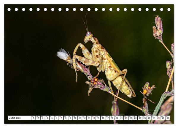 Produktbild: Queens of the Insect World (Desk Calendar 2026 DIN A5 landscape), CALVENDO 12 Month DeskCalendar