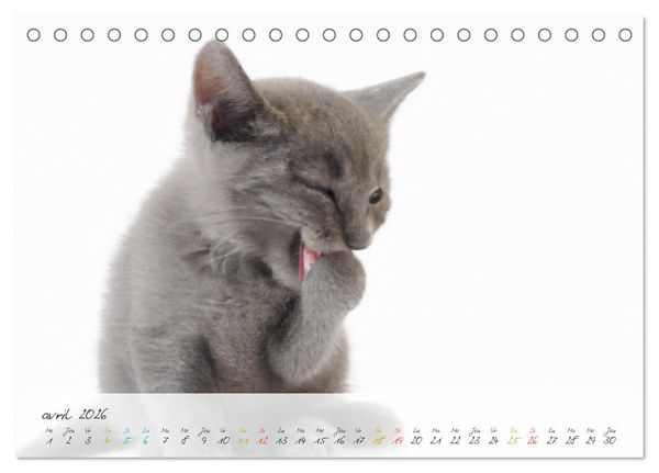 Produktbild: Chatons trop mignons (Calendrier de bureau 2026 DIN A5 vertical), CALVENDO calendrier mensuel