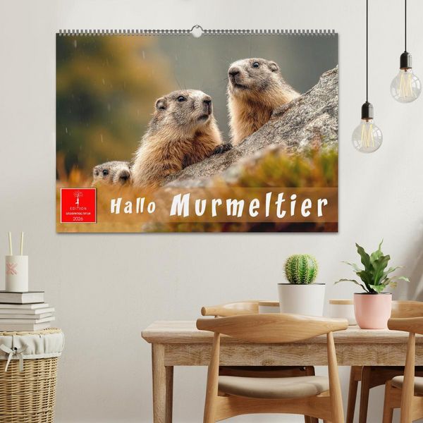 Produktbild: Hallo Murmeltier (Wandkalender 2026 DIN A2 quer), CALVENDO Monatskalender