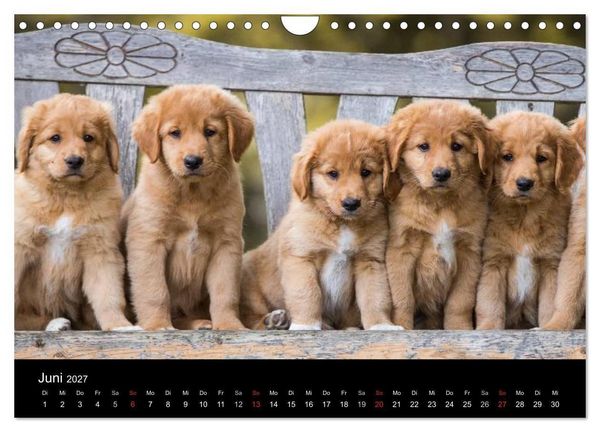 Produktbild: Toller - Nova Scotia Duck Tolling Retriever (Wandkalender 2027 DIN A4 quer), CALVENDO Monatskalender