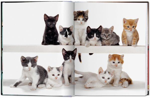 Produktbild: Walter Chandoha. Cats. Photographs 1942&ndash;2018