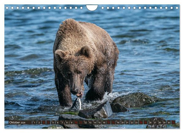 Produktbild: Grizzlyb&auml;ren im Katmai Nationalpark Alaska (Wandkalender 2026 DIN A4 quer), CALVENDO Monatskalender