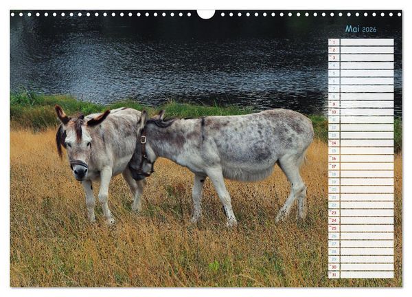 Produktbild: Zwischen Harz und Meer (Wandkalender 2026 DIN A3 quer), CALVENDO Monatskalender