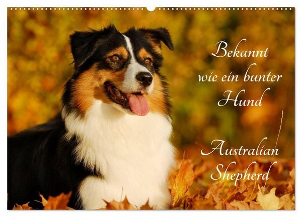 Produktbild: Bekannt wie ein bunter Hund. Australian Shepherd (Wandkalender 2026 DIN A2 quer), CALVENDO Monatskalender