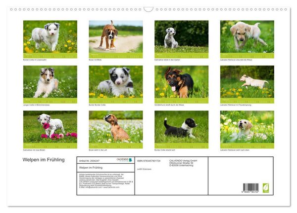 Produktbild: Welpen im Fr&uuml;hling (Wandkalender 2026 DIN A2 quer), CALVENDO Monatskalender