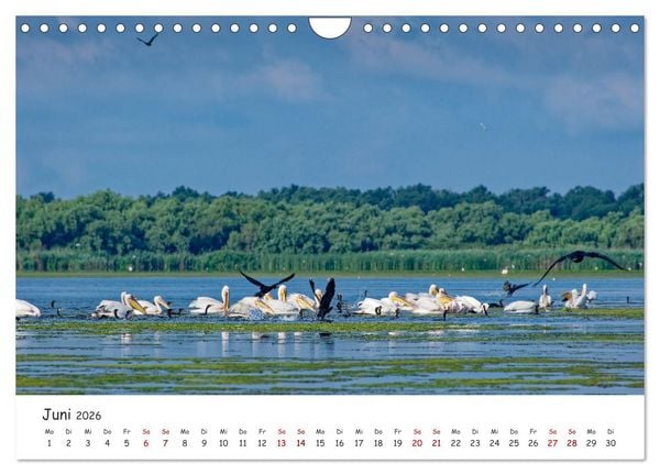 Produktbild: Donau-Delta (Wandkalender 2026 DIN A4 quer), CALVENDO Monatskalender