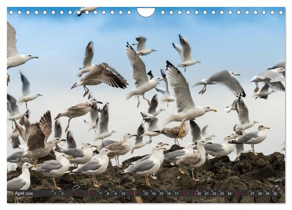 Produktbild: Das Paradies Donaudelta (Wandkalender 2026 DIN A4 quer), CALVENDO Monatskalender