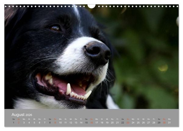 Produktbild: Graue Schnuten - Hunde in den besten Jahren (Wandkalender 2026 DIN A3 quer), CALVENDO Monatskalender