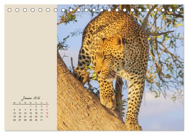 Produktbild: Leoparden. Geschmeidig, kr&auml;ftig und klug (Tischkalender 2026 DIN A5 quer), CALVENDO Monatskalender