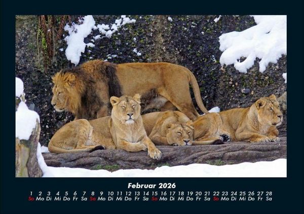 Produktbild: L&ouml;wen in der Wildnis 2026 Fotokalender DIN A4