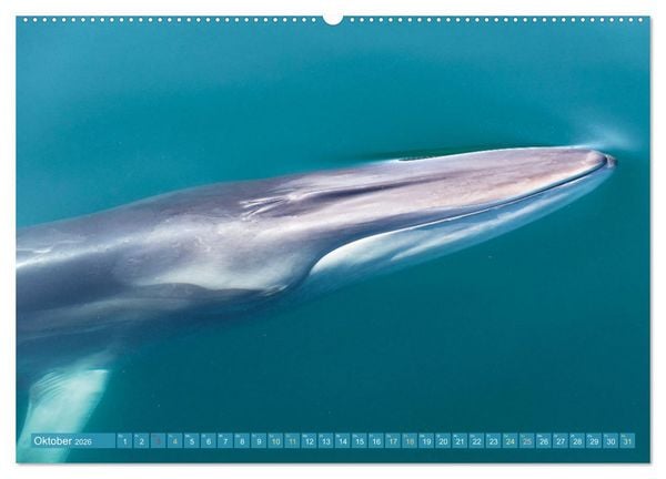 Produktbild: Wale: Giganten der Meere (Wandkalender 2026 DIN A2 quer), CALVENDO Monatskalender
