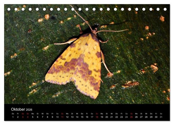 Produktbild: Nachtfalter - Unbekannte Sch&ouml;nheiten (Tischkalender 2026 DIN A5 quer), CALVENDO Monatskalender