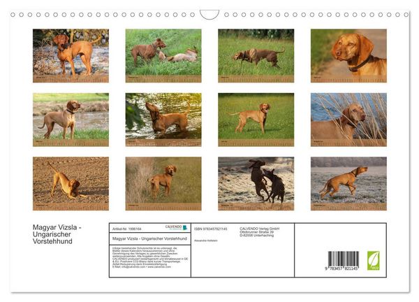 Produktbild: Magyar Vizsla - Ungarischer Vorstehhund (Wandkalender 2026 DIN A3 quer), CALVENDO Monatskalender