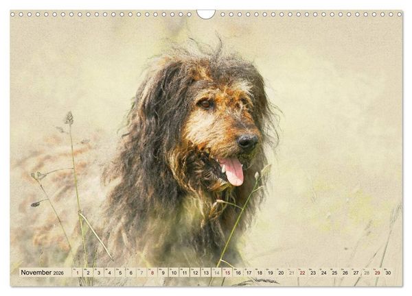 Produktbild: Altdeutsche H&uuml;tehunde 2026 (Wandkalender 2026 DIN A3 quer), CALVENDO Monatskalender