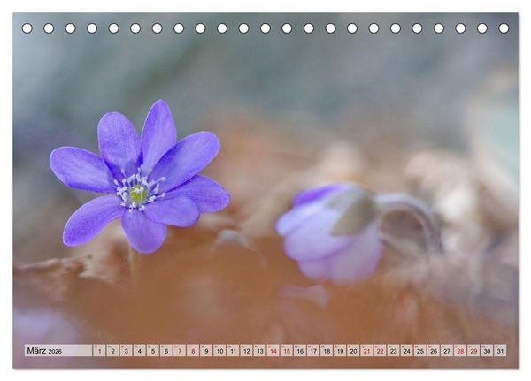 Produktbild: Wenn Bl&uuml;ten tr&auml;umen tanzt das Licht (Tischkalender 2026 DIN A5 quer), CALVENDO Monatskalender