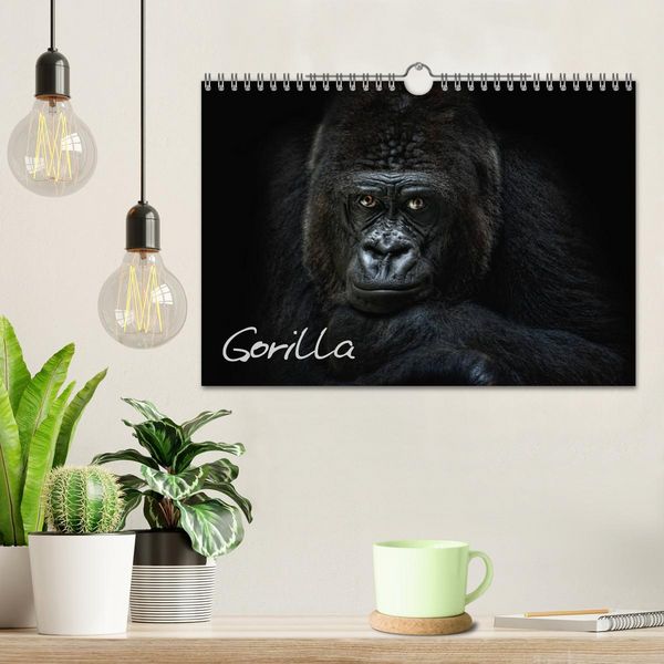 Produktbild: Gorilla (Wandkalender 2026 DIN A4 quer), CALVENDO Monatskalender