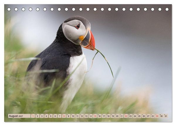 Produktbild: Papageitaucher - Puffins (Tischkalender 2027 DIN A5 quer), CALVENDO Monatskalender